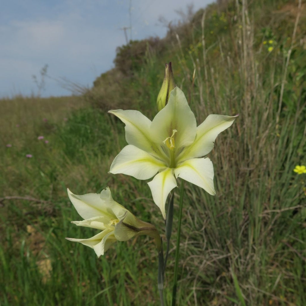 Gladiolus (Gladiolus scientific name) for planting in garden